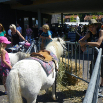 zomermarkt 2012 070