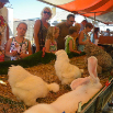 zomermarkt 2012 074