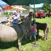 zomermarkt 2012 080